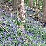 Yorecroft